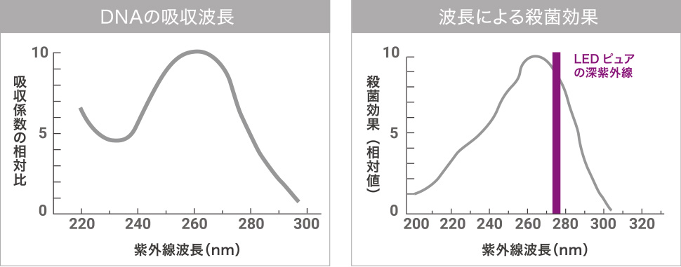 DNAの吸収波長と波長による殺菌効果